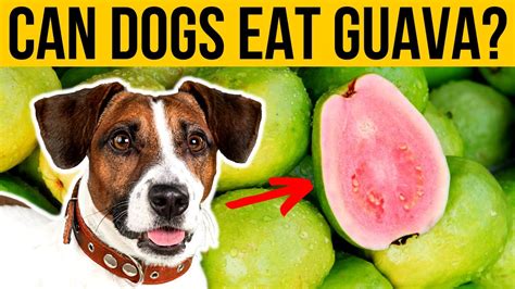 Can Dog Eat Guava